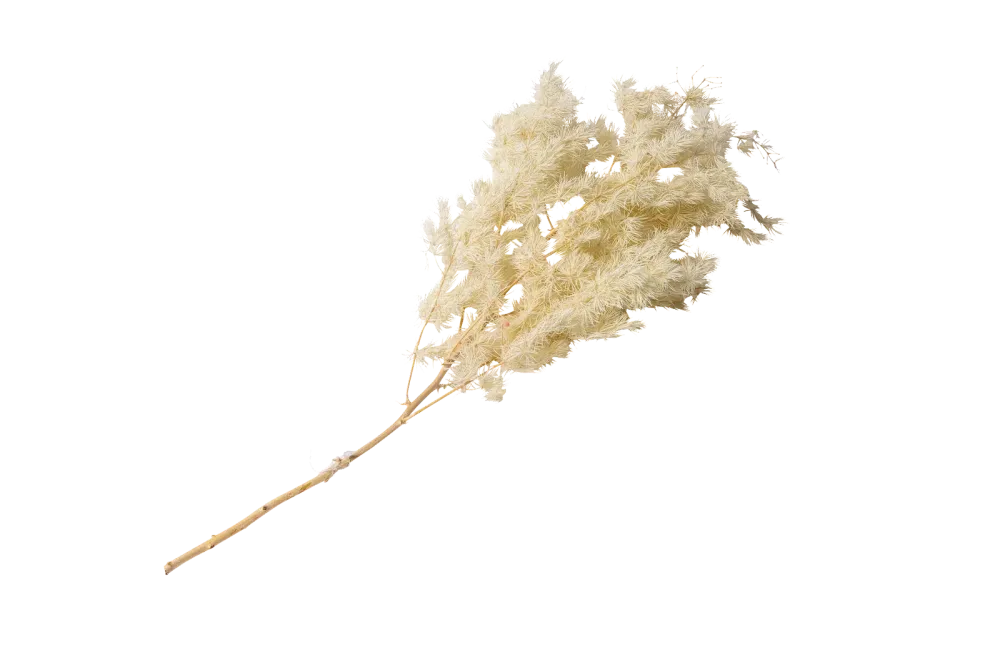 BRANCHE DE MINIS PLUMEAUX NATURELS (Norme DIN)