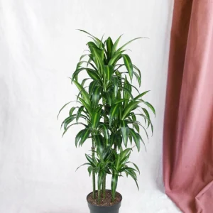 Dracaena hawaiiana carrousel - 150 cm - ø31 150cm - plante d'intérieur