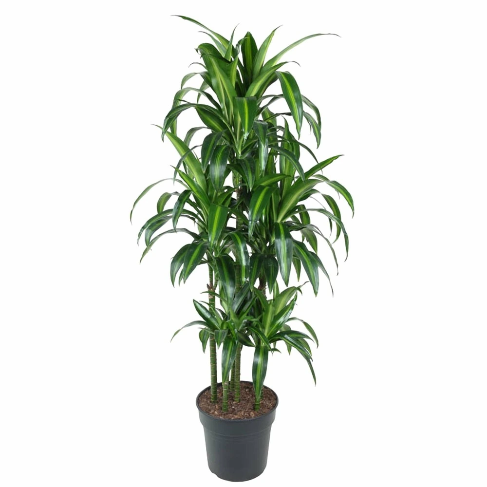Dracaena hawaiiana carrousel - 150 cm - ø31 150cm - plante d'intérieur