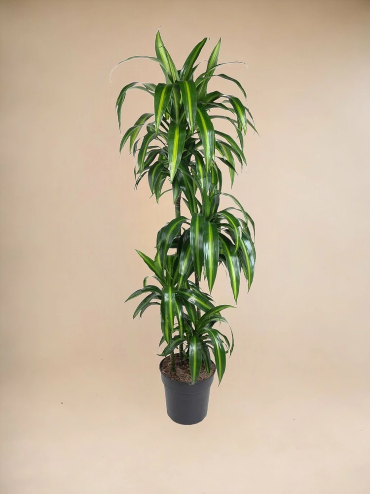 Dracaena hawaiiana carrousel - 150 cm - ø31 150cm - plante d'intérieur