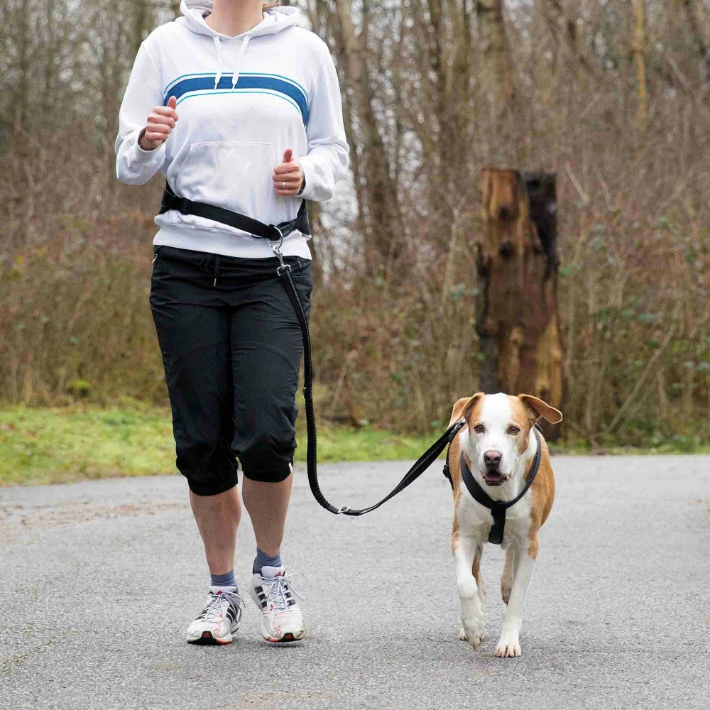 Ceinture ventrale avec laisse pour chiens tour de ventre: 75-120 cm avec Système de verrouillage