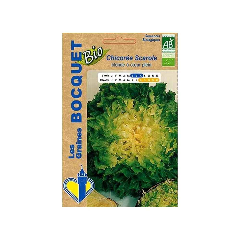Graines de Chicorée Scarole blonde à coeur saturé - ECOCERT FR-BIO-01