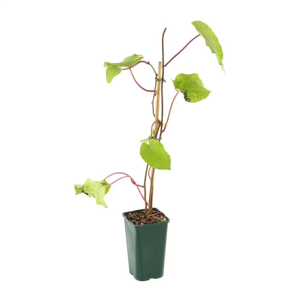 Kiwi chinensis Solissimo® 'Renact' : pot de 1,5 litres