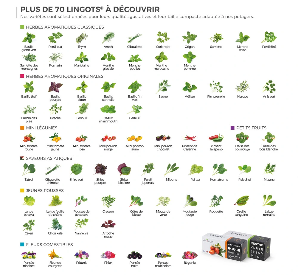 Lingot shiso bicolore - recharge prête à l'emploi