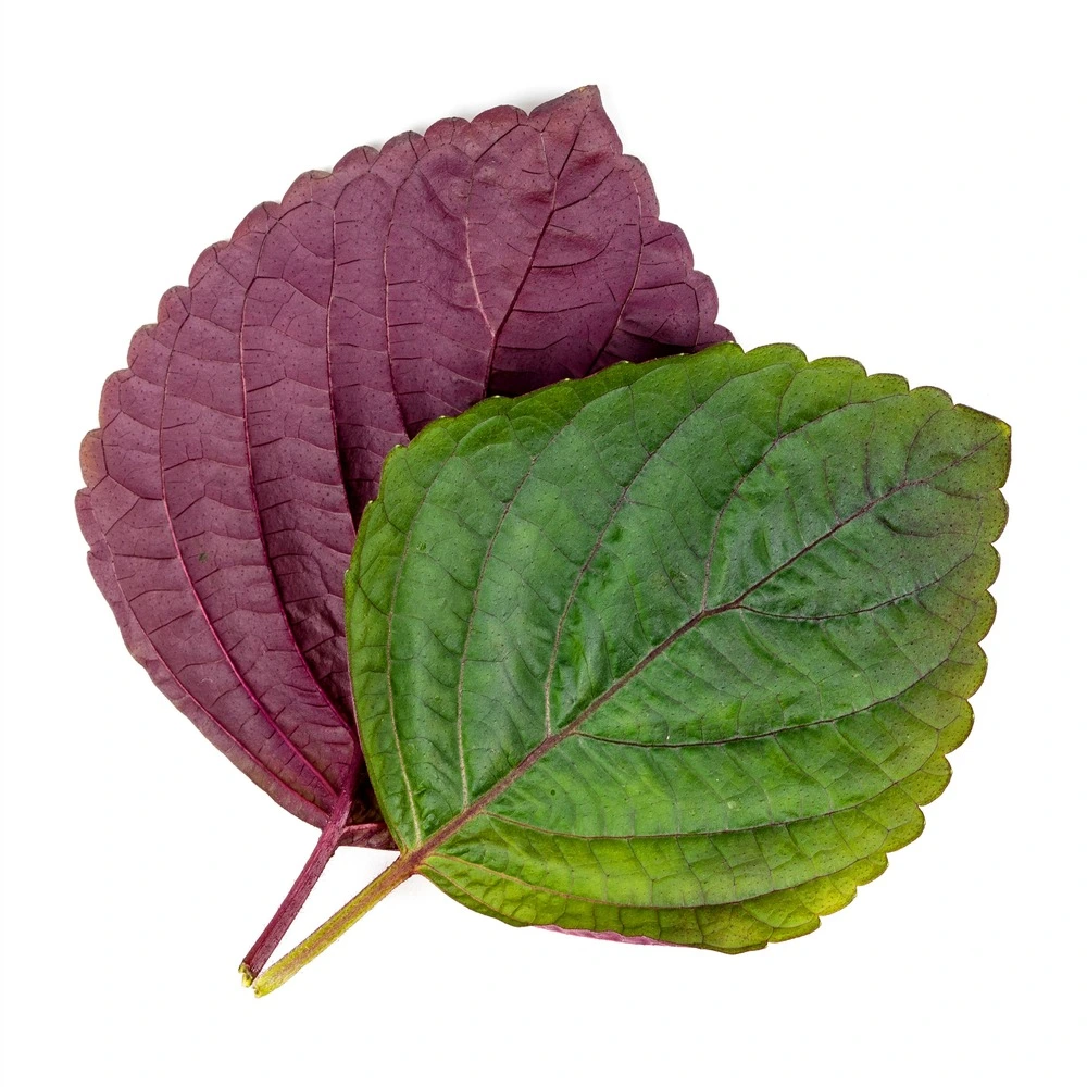 Lingot shiso bicolore - recharge prête à l'emploi