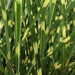 Miscanthus sinensis strictus (roseau de chine, eulalie) taille pot de 10 litres