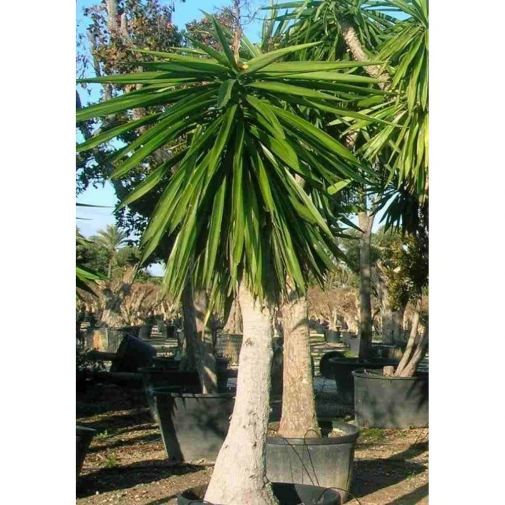 Yucca elephantipes (yucca pied d'éléphant) blanc - taille pot 230l - 200/250cm