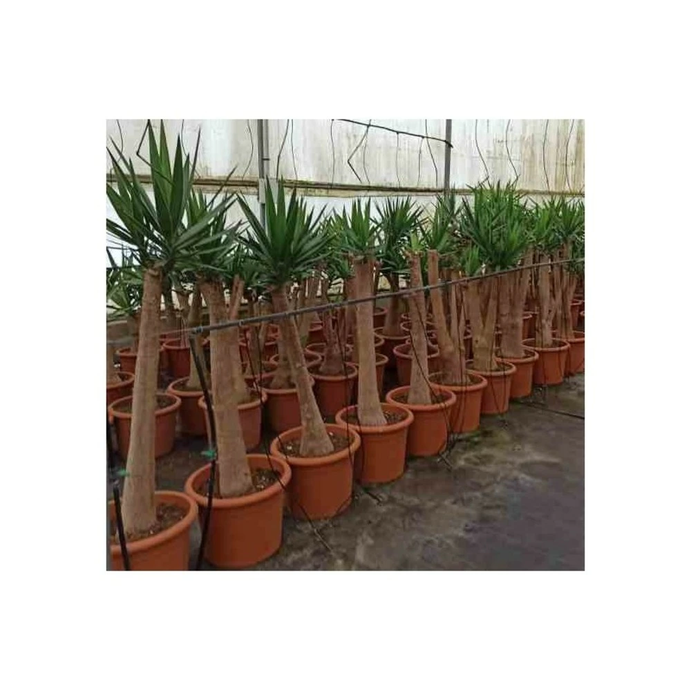Yucca elephantipes (yucca pied d'éléphant) blanc - taille pot 230l - 200/250cm