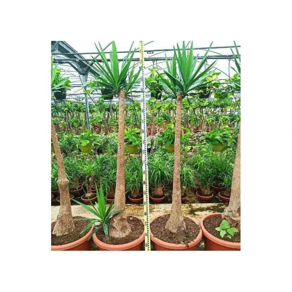 Yucca elephantipes (yucca pied d'éléphant) blanc - taille pot 230l - 200/250cm