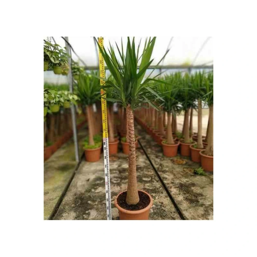 Yucca elephantipes (yucca pied d'éléphant) blanc - taille pot 230l - 200/250cm