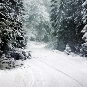 Certifié CE Toile de fond d'Arbre de Noël hiver neige route LV-873