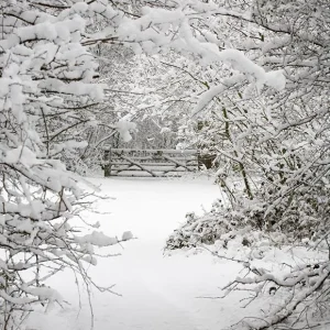 Toile de fond de êt de neige d'hiver pour la photographie LV-894 avec système antivol