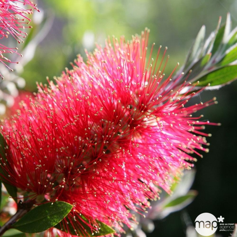 Callistemon citrinus Splendens : tige de diamètre 22 cm
