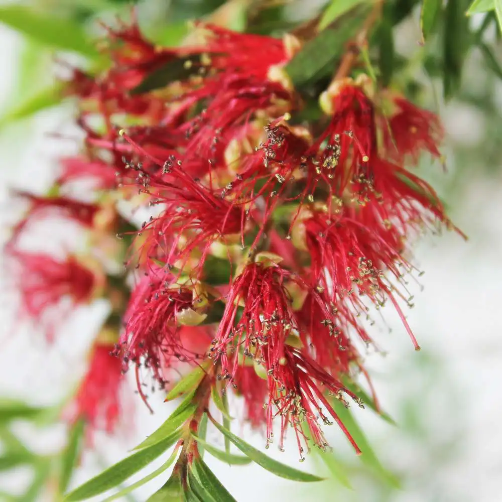 Callistemon citrinus Splendens : tige de diamètre 22 cm