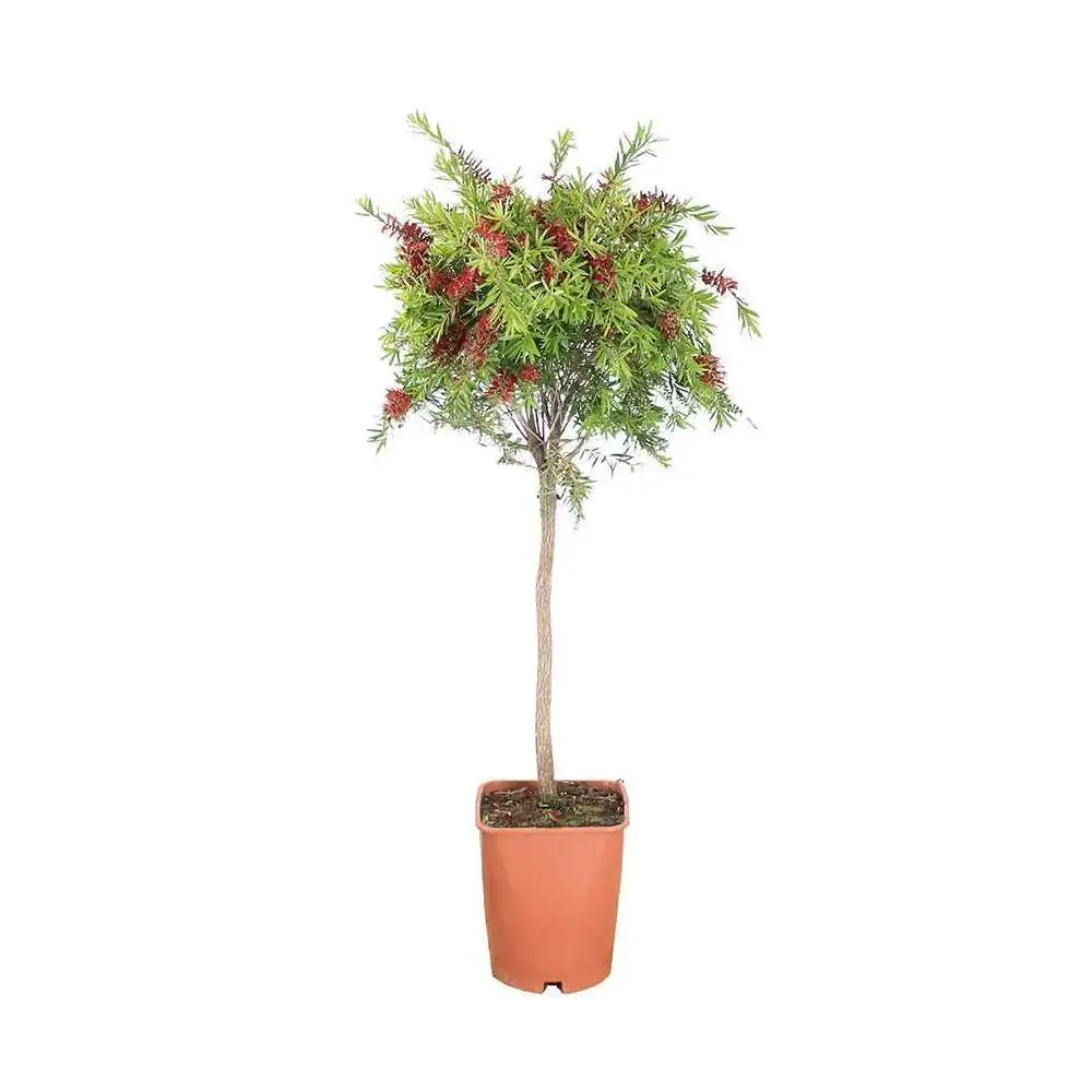 Callistemon citrinus Splendens : tige de diamètre 22 cm