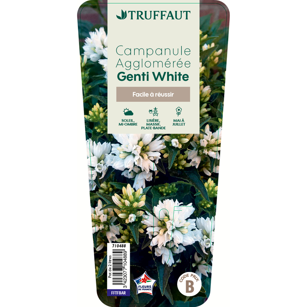 Campanule glomerata 'Genti White': C2L Truffaut