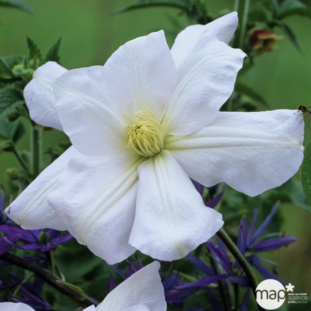 Clematis Madame Lecoultre : ctr 1.5L Truffaut Primordial