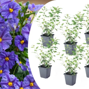 Solanum rantonnetii 'trésors de la nuit' - lot de 6 - ⌀9 cm - hauteur 25-40 cm