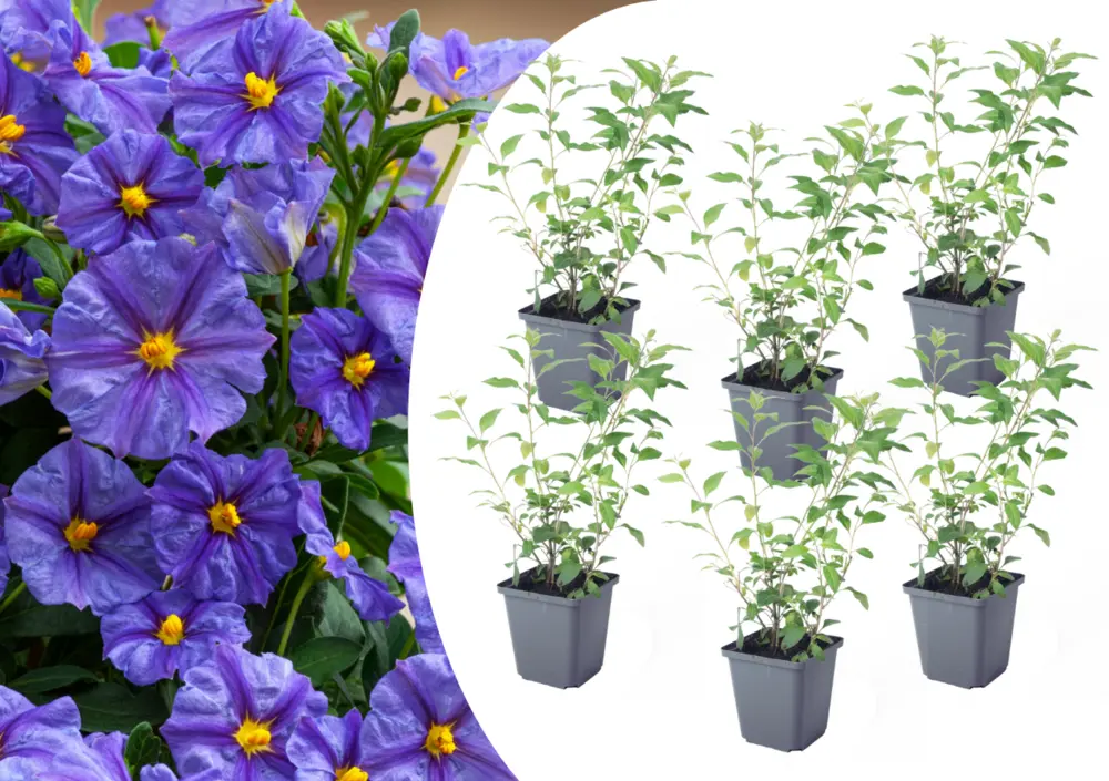 Solanum rantonnetii 'trésors de la nuit' - lot de 6 - ⌀9 cm - hauteur 25-40 cm