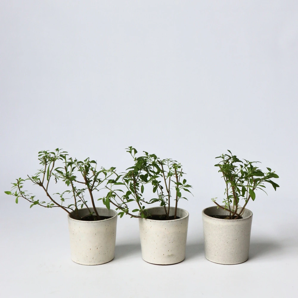 Solanum rantonnetii 'trésors de la nuit' - lot de 6 - ⌀9 cm - hauteur 25-40 cm