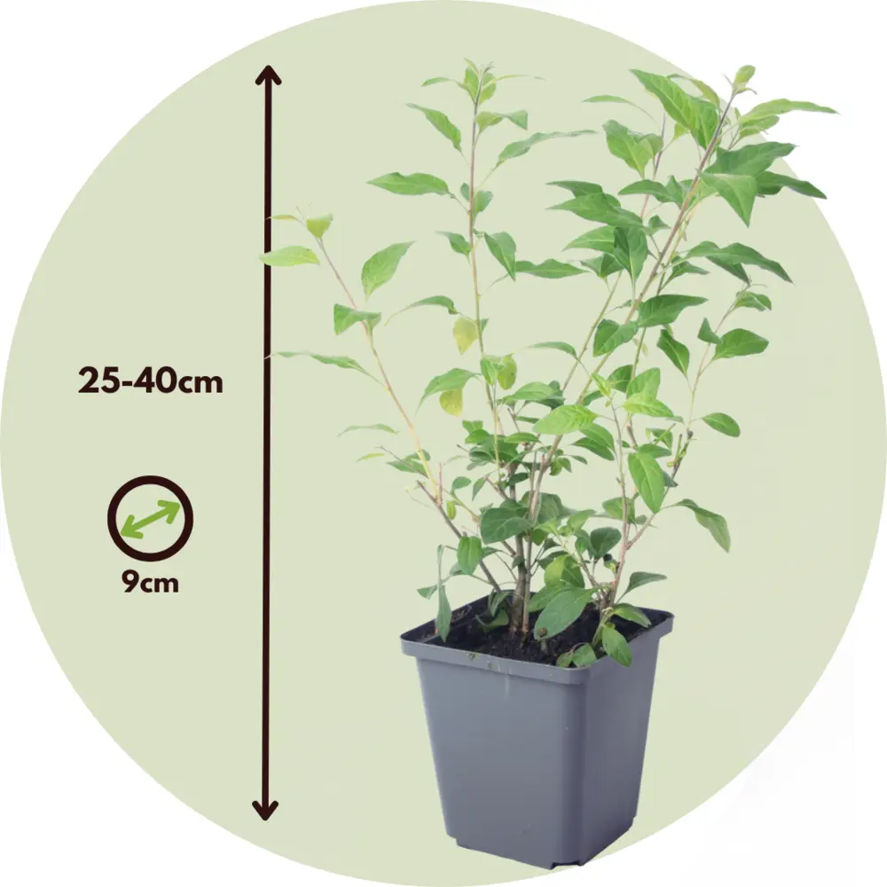 Solanum rantonnetii 'trésors de la nuit' - lot de 6 - ⌀9 cm - hauteur 25-40 cm