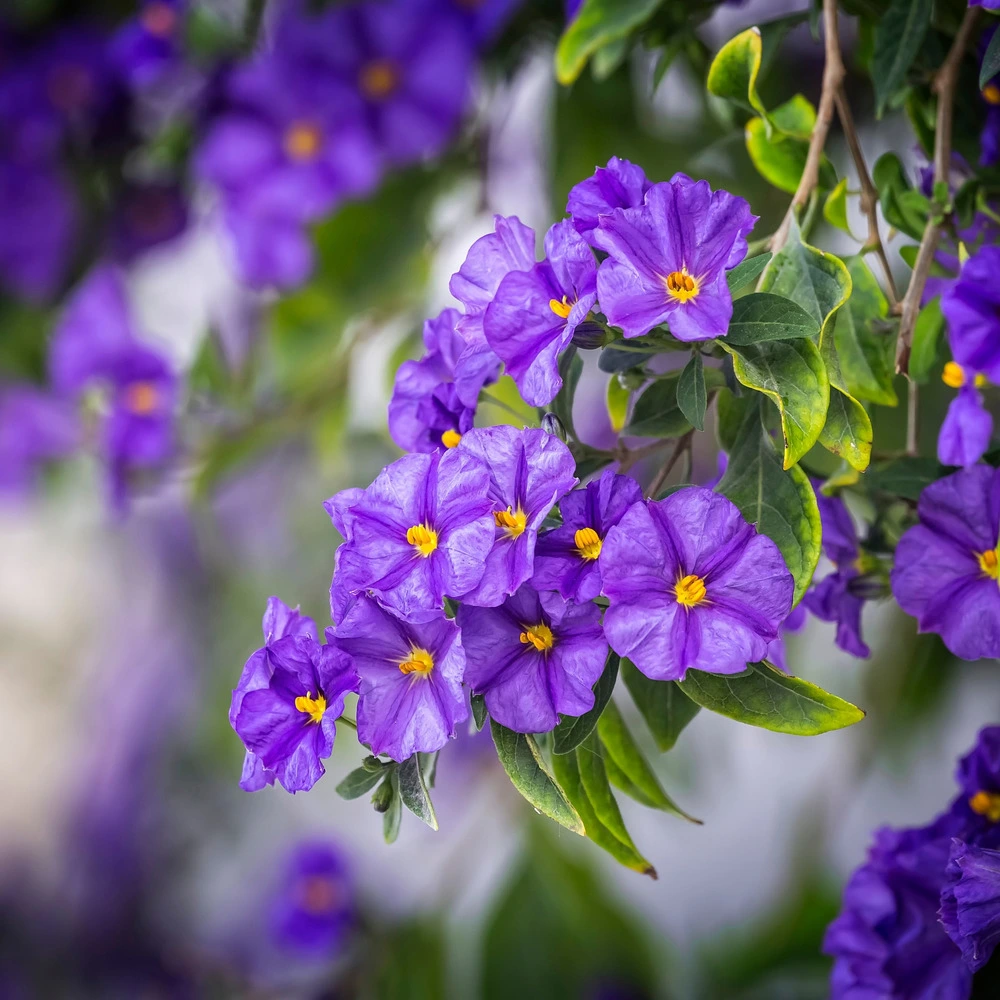 Solanum rantonnetii 'trésors de la nuit' - lot de 6 - ⌀9 cm - hauteur 25-40 cm
