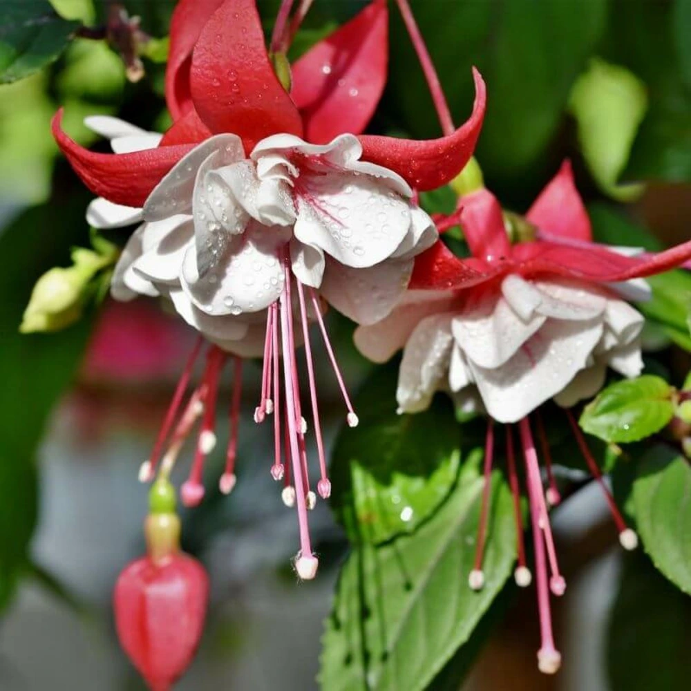 Amortisseur arrière Fuchsia 'alice hoffman' - godet - taille 13/25cm