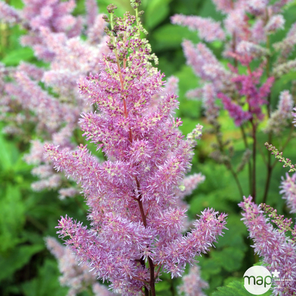 Astilbe x 'Cattleya':godet rouge Truffaut pour usage intensif