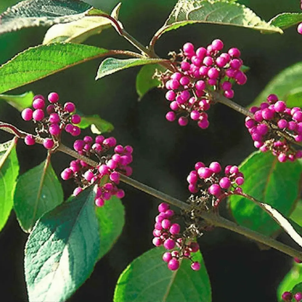 Callicarpe de bodinier (Callicarpa bodinieri) - Montage Direct