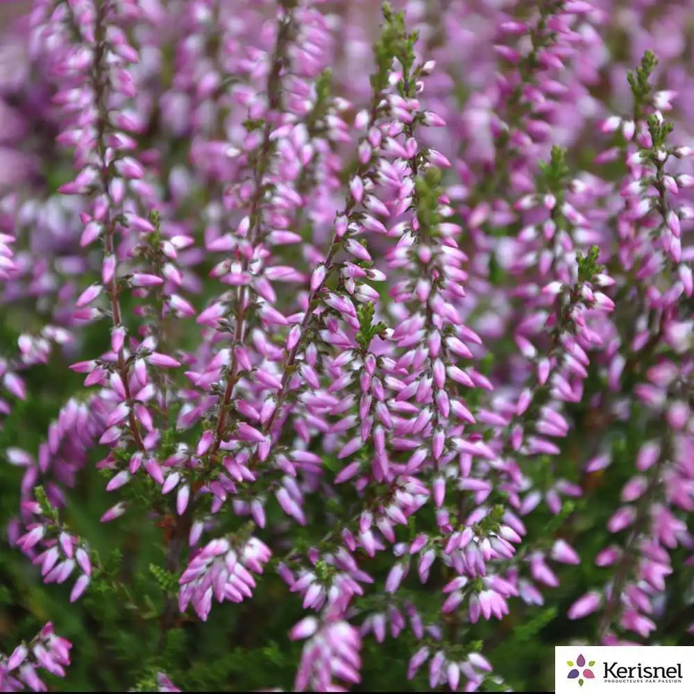 Calluna vulgaris : C2L- coloris variables pour amélioration performances