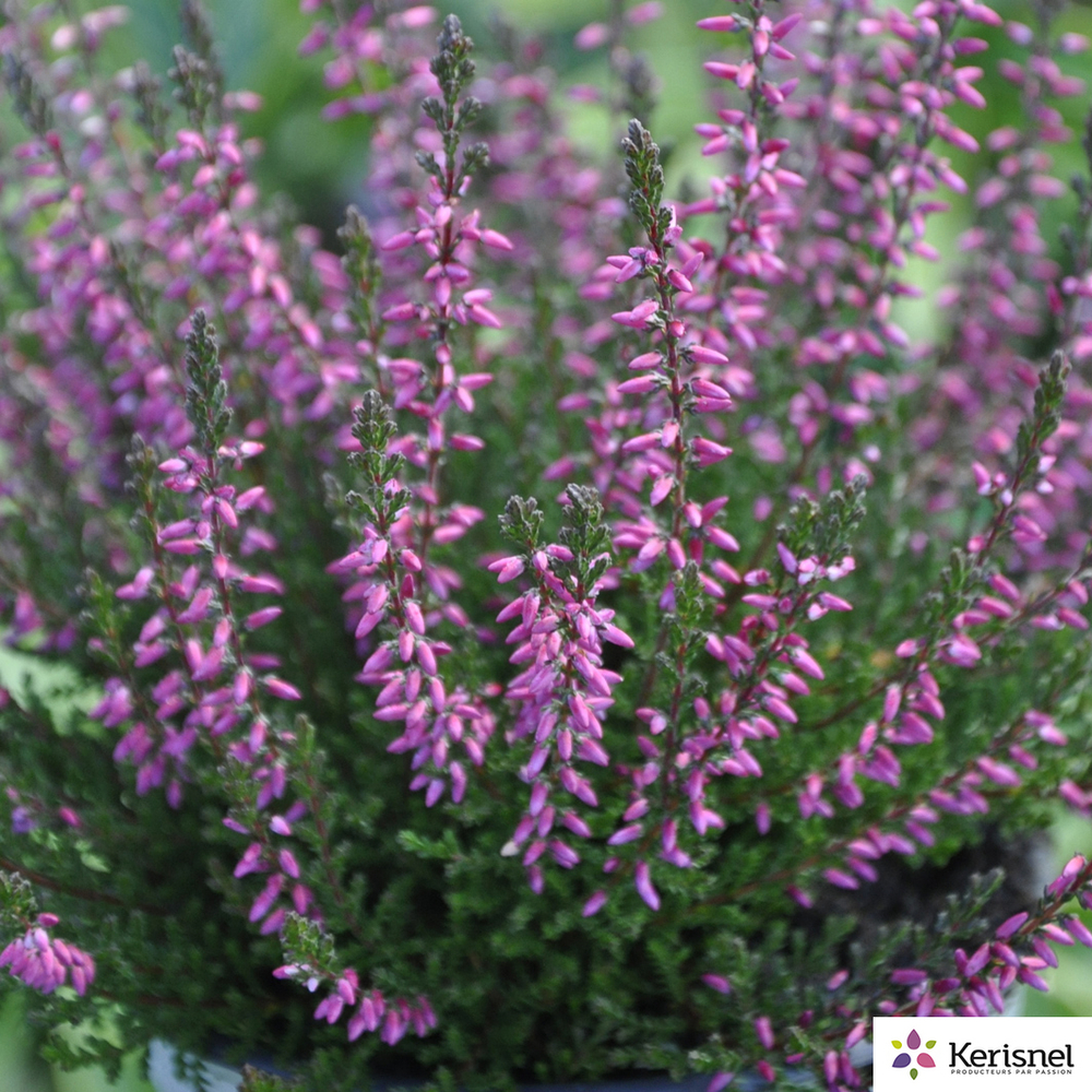 Calluna vulgaris : C2L- coloris variables pour amélioration performances