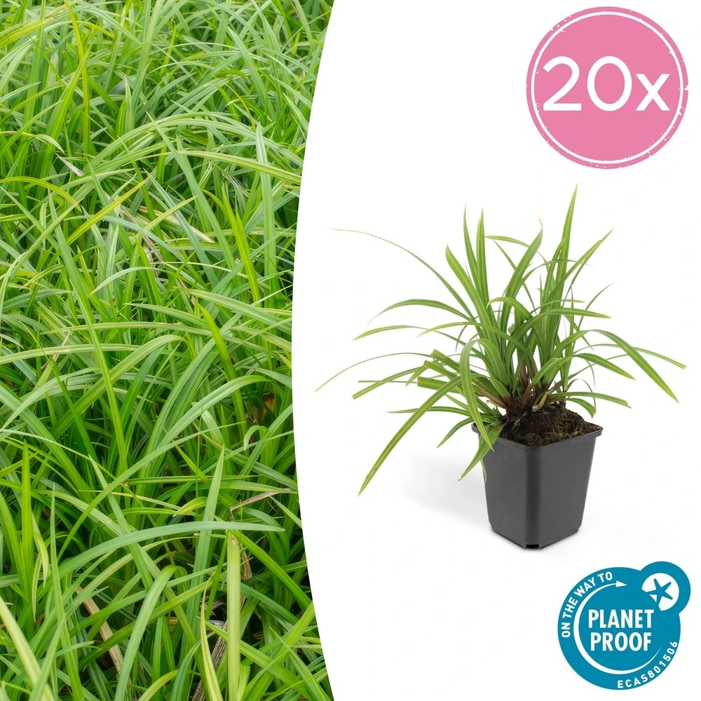 Carex morrowii irish vert jade x 20