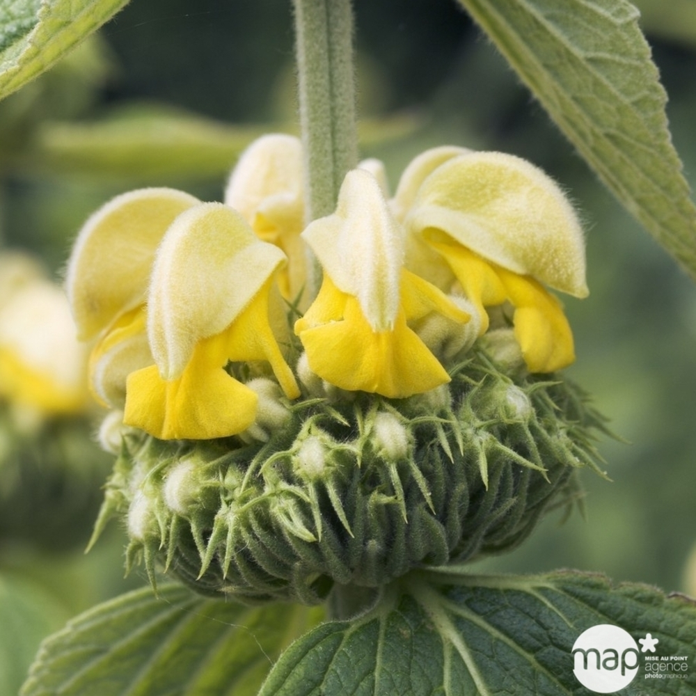 Certifié OEM Phlomis russeliana:godet rouge Truffaut