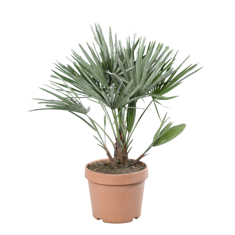 Chamaerops humilis 'Etna Star ': C6L d.22cm avec Garantie Constructeur