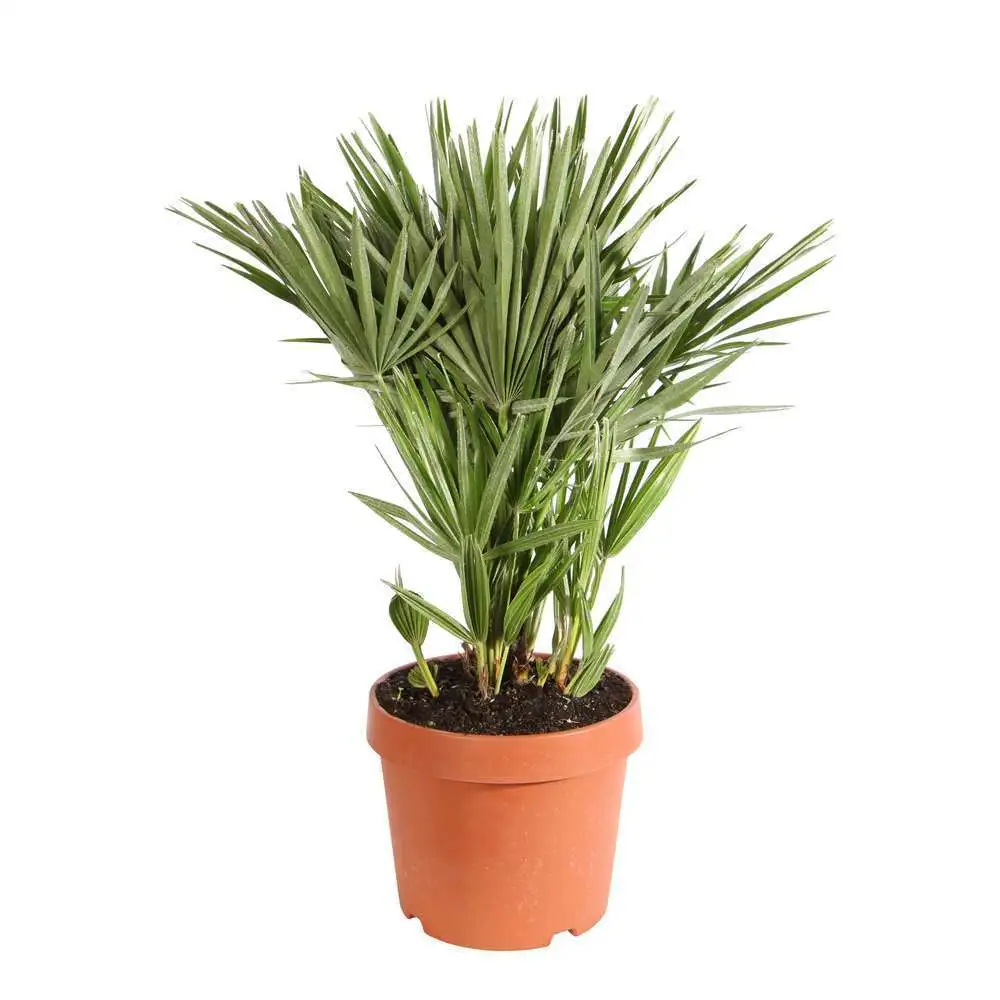 Chamaerops humilis 'Etna Star ': C6L d.22cm avec Garantie Constructeur