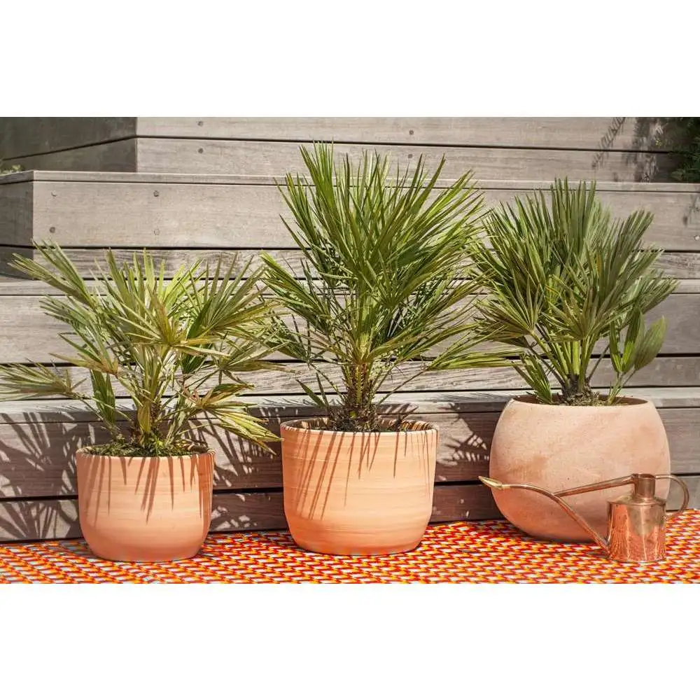 Chamaerops humilis 'Etna Star ': C6L d.22cm avec Garantie Constructeur