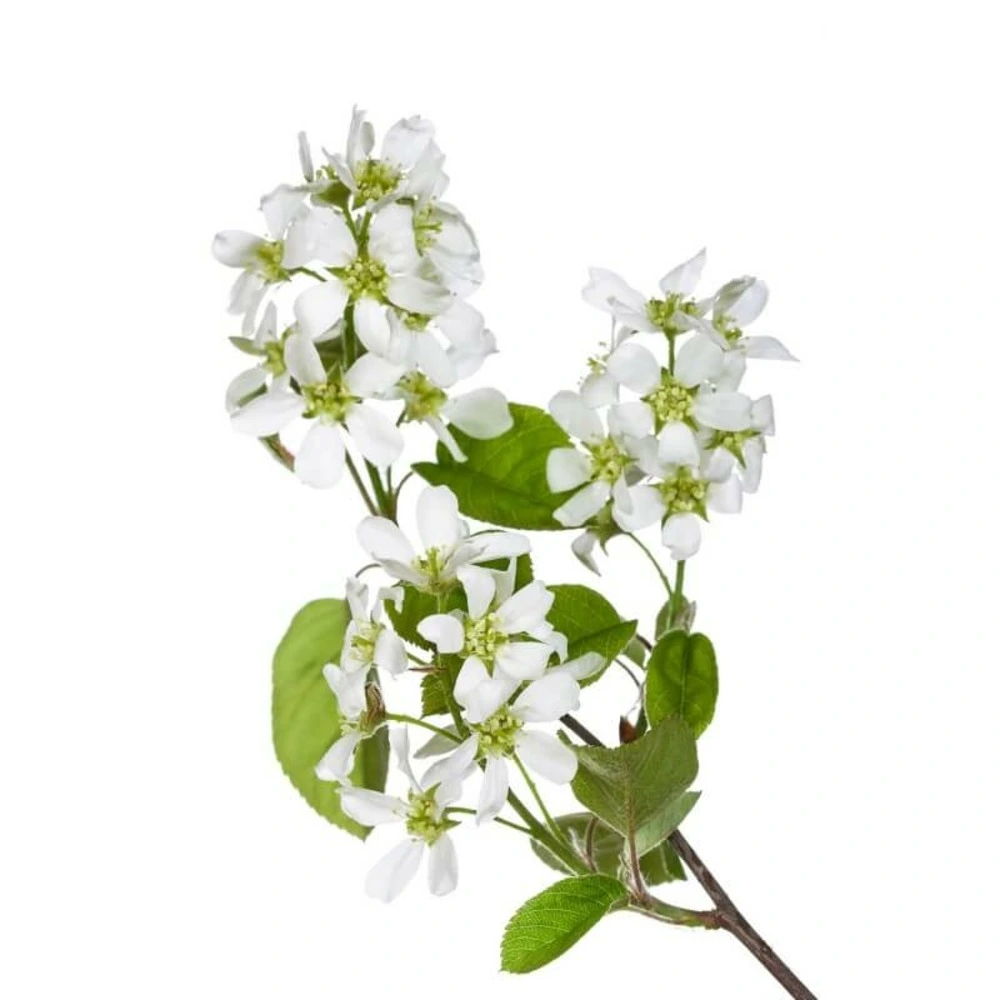 Chaîne de transmission Amelanchier du Canada (Amelanchier Canadensis)