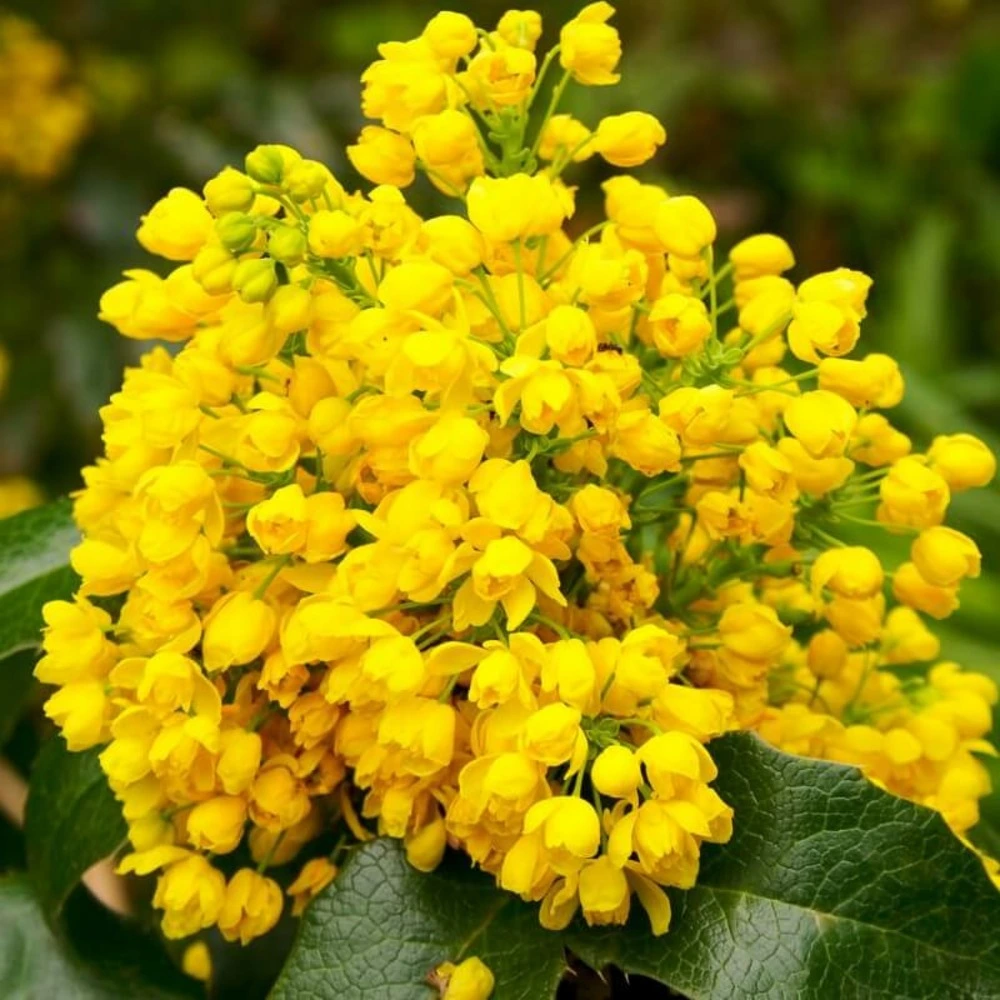 Échappement complet Mahonia à feuilles de houx (Mahonia Aquifolium)