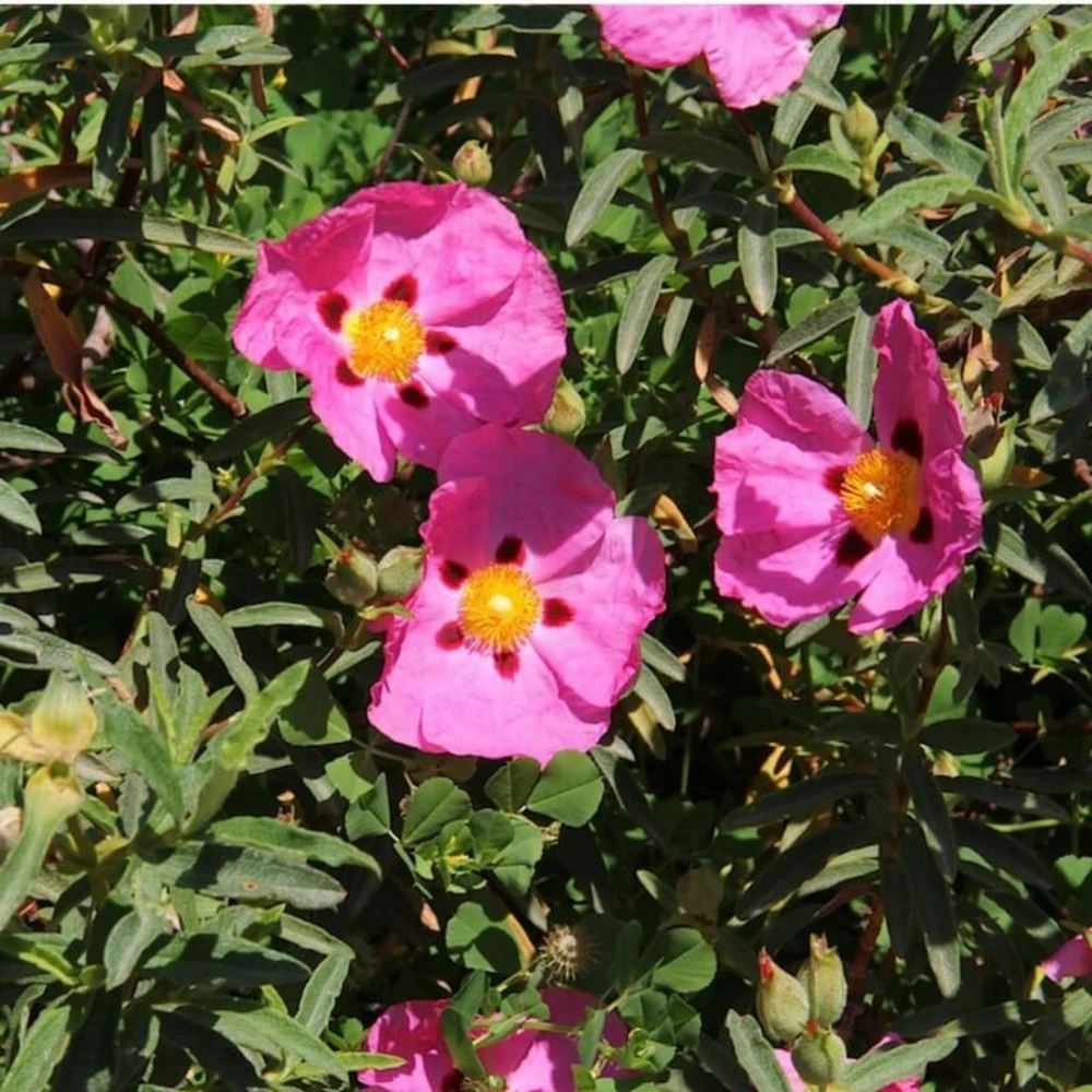 Ciste pourpre (Cistus Purpureus) par Akrapovič