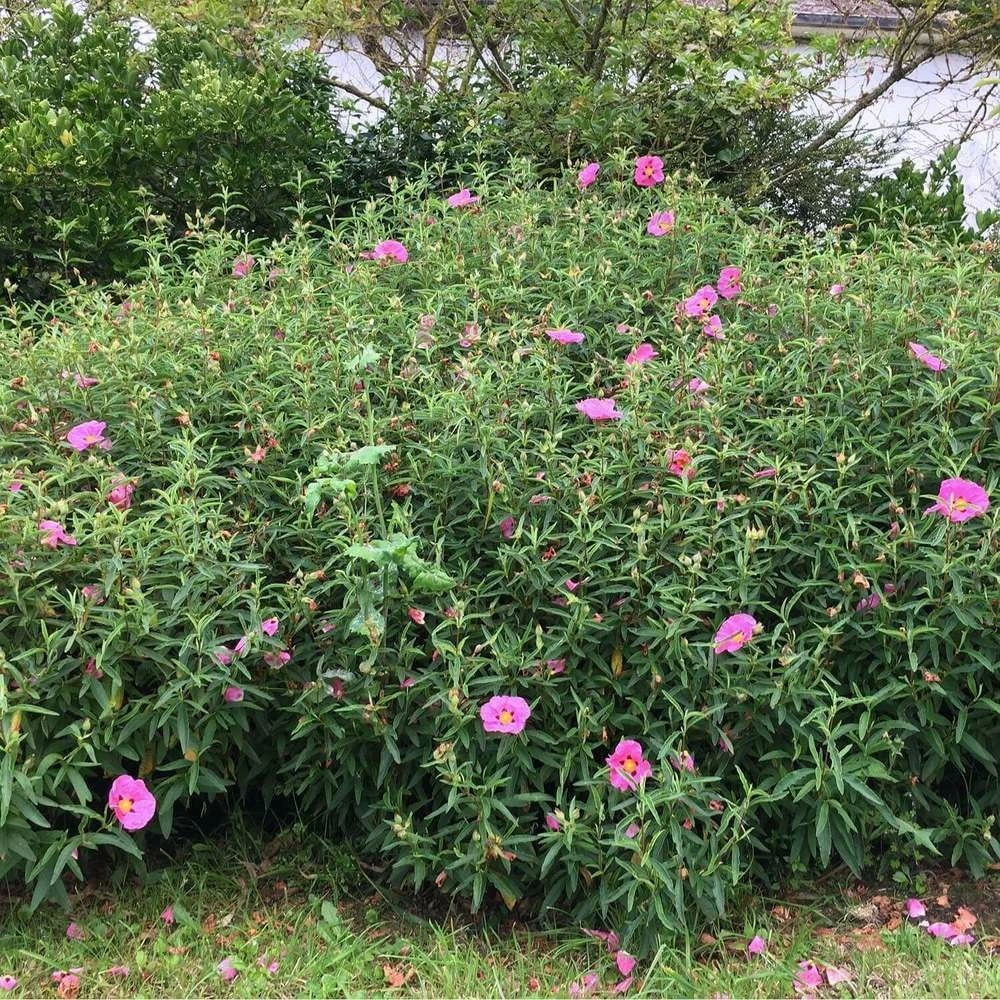 Ciste pourpre (Cistus Purpureus) par Akrapovič