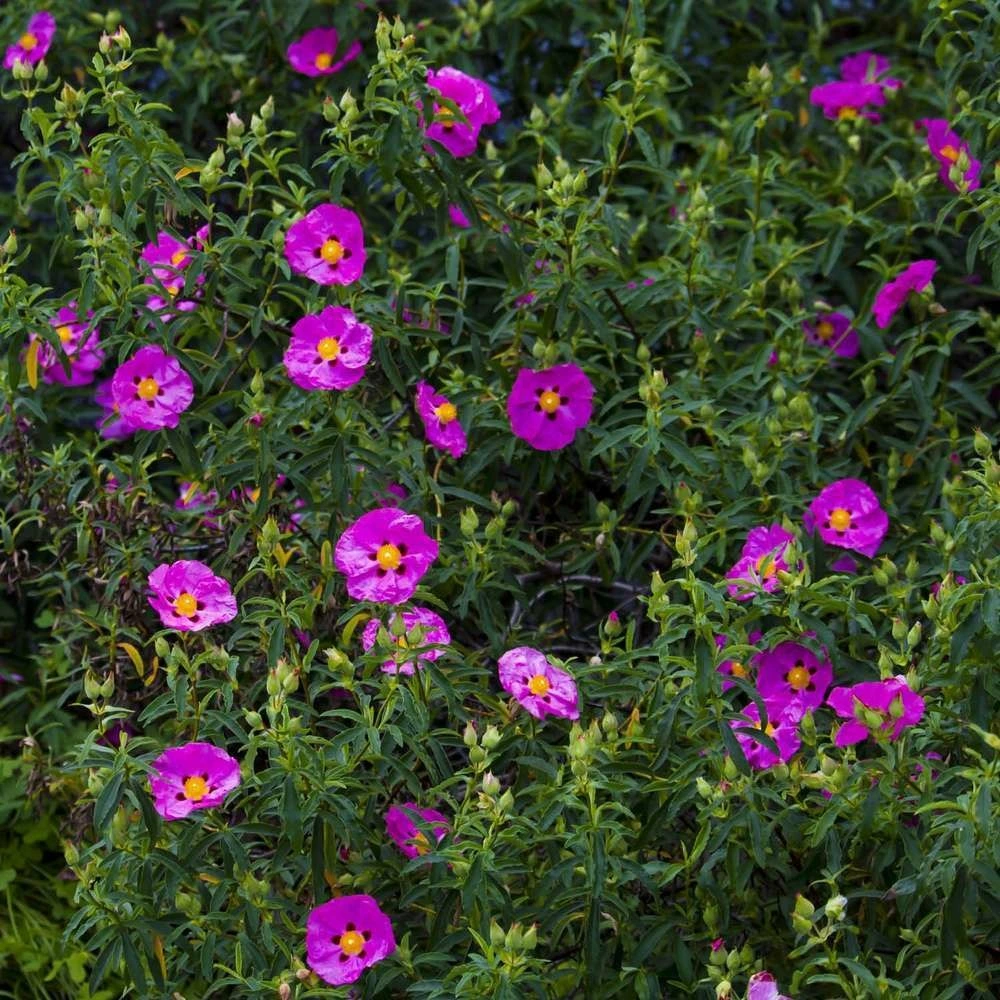 Ciste pourpre (Cistus Purpureus) par Akrapovič