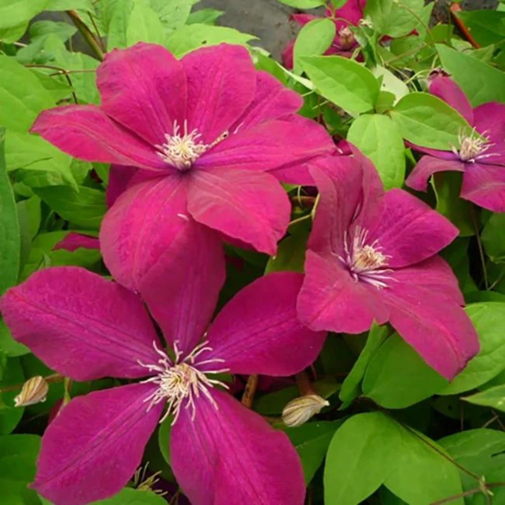 Clématite 'rouge cardinal' - clematis 1,5l avec Garantie Constructeur