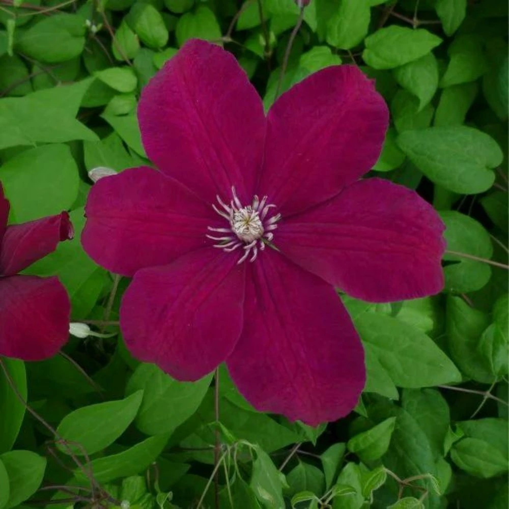 Clématite 'rouge cardinal' - clematis 1,5l avec Garantie Constructeur