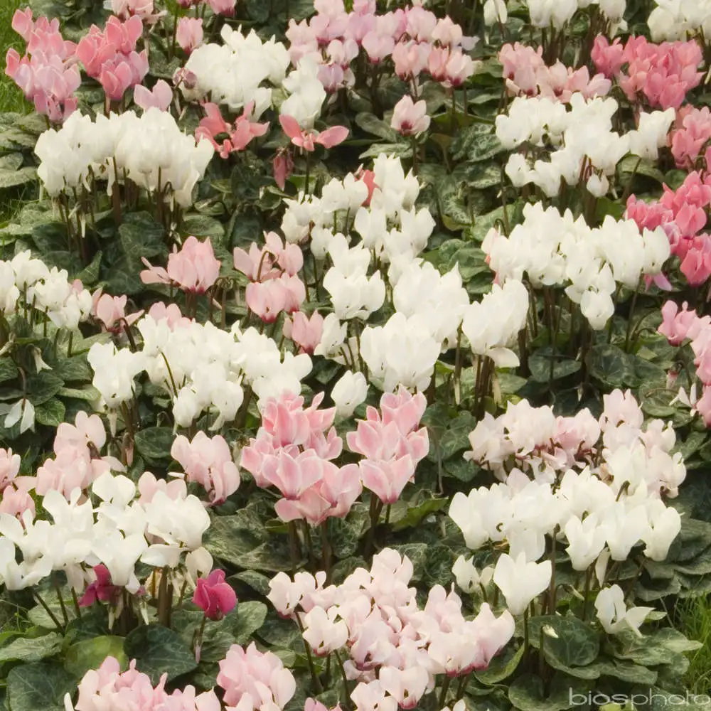Compact cyclamen : Coupe diamètre 23 cm Couleur avec rivets de maillon