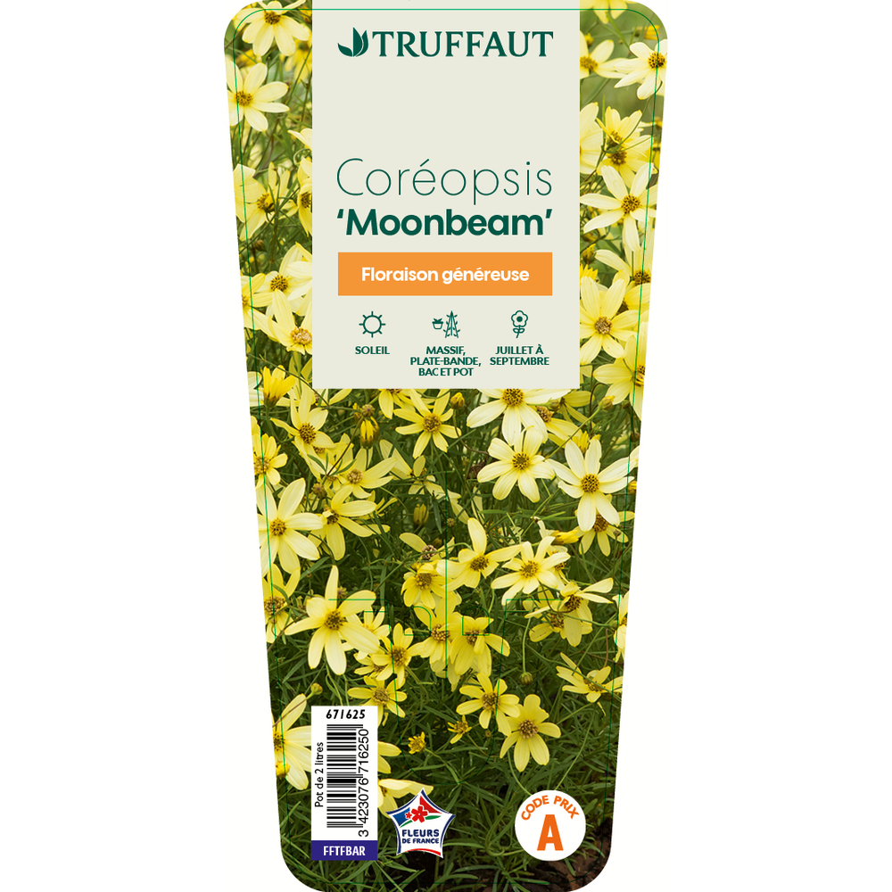 Coréopsis Moonbeam : C2L Truffaut en acier inoxydable