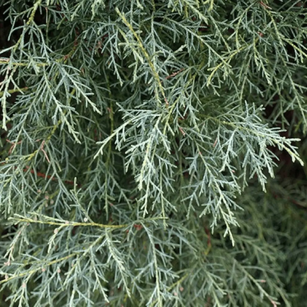 Cyprès de l'Arizona (Cupressus Arizonica) - 20 à 40 cm pour quads utilitaires