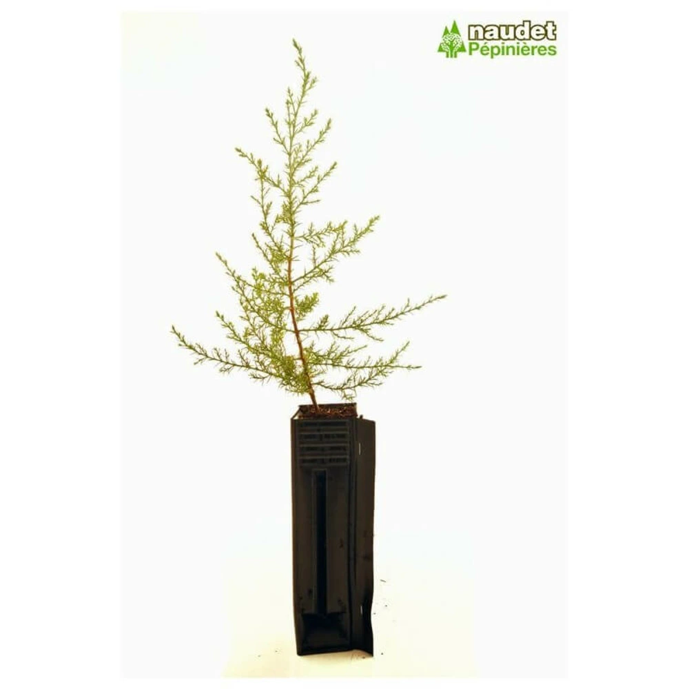 Cyprès de l'Arizona (Cupressus Arizonica) - 20 à 40 cm pour quads utilitaires
