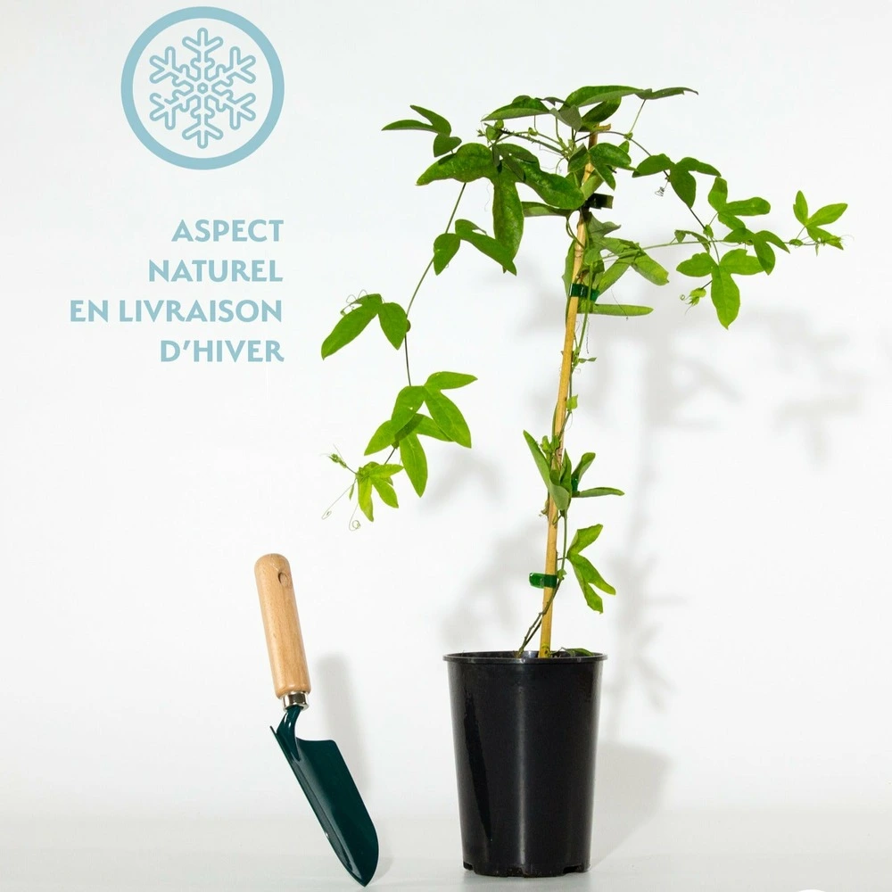 Disque de frein perforé Passiflore victoria - le pot / 2l / hauteur livrée 40-50cm