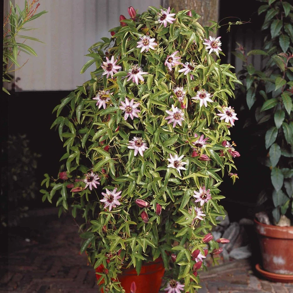 Disque de frein perforé Passiflore victoria - le pot / 2l / hauteur livrée 40-50cm