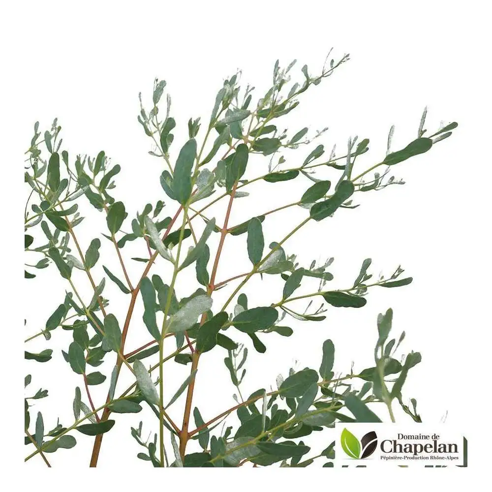 Eucalyptus gunnii 'France Bleu' ® : c5L avec rivets de maillon